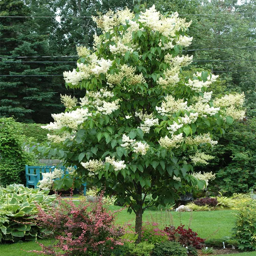 Ivory Silk Japanese Lilac Tree - Ornamental Flowering Deciduous Specimen