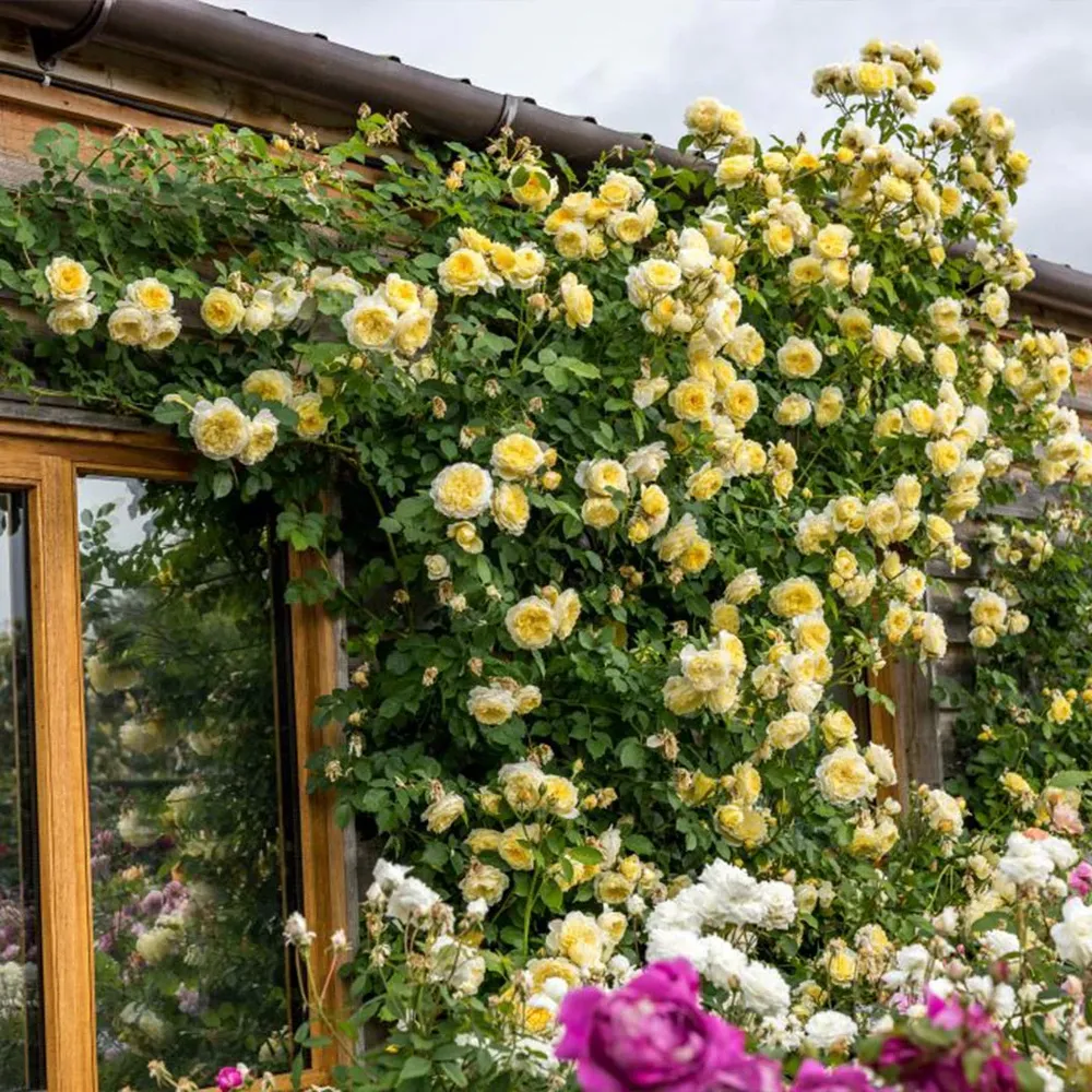 The Pilgrim Climbing Rose Shrub - Yellow Repeat-Flowering English Rose 3