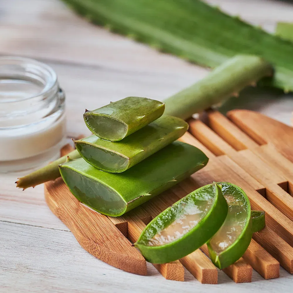 Live Aloe Vera Plant - Resilient Indoor Succulent for Home Decor 1