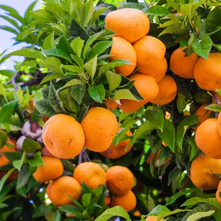 Murcott Honey Mandarin Tree - Grafted Citrus Fruit Tree 1