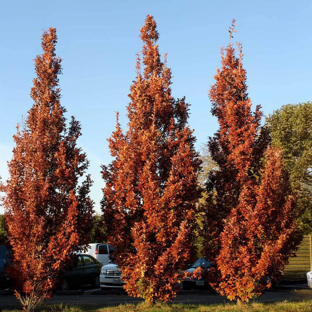 Crimson Spire™ Oak Tree - Columnar Deciduous Landscape Specimen