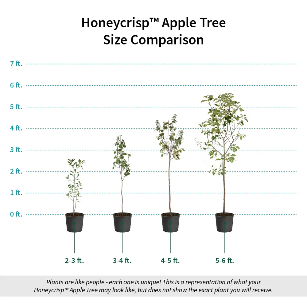 Honeycrisp Apple Tree - Vigorous Fruit-Bearing Sapling for Home Gardens 4