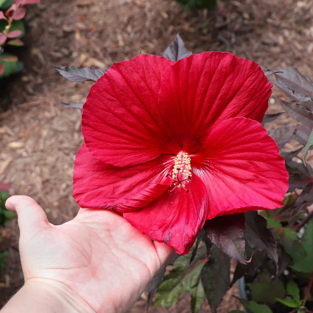 Midnight Marvel Hardy Hibiscus Perennial Shrub with Dark Burgundy Foliage 2