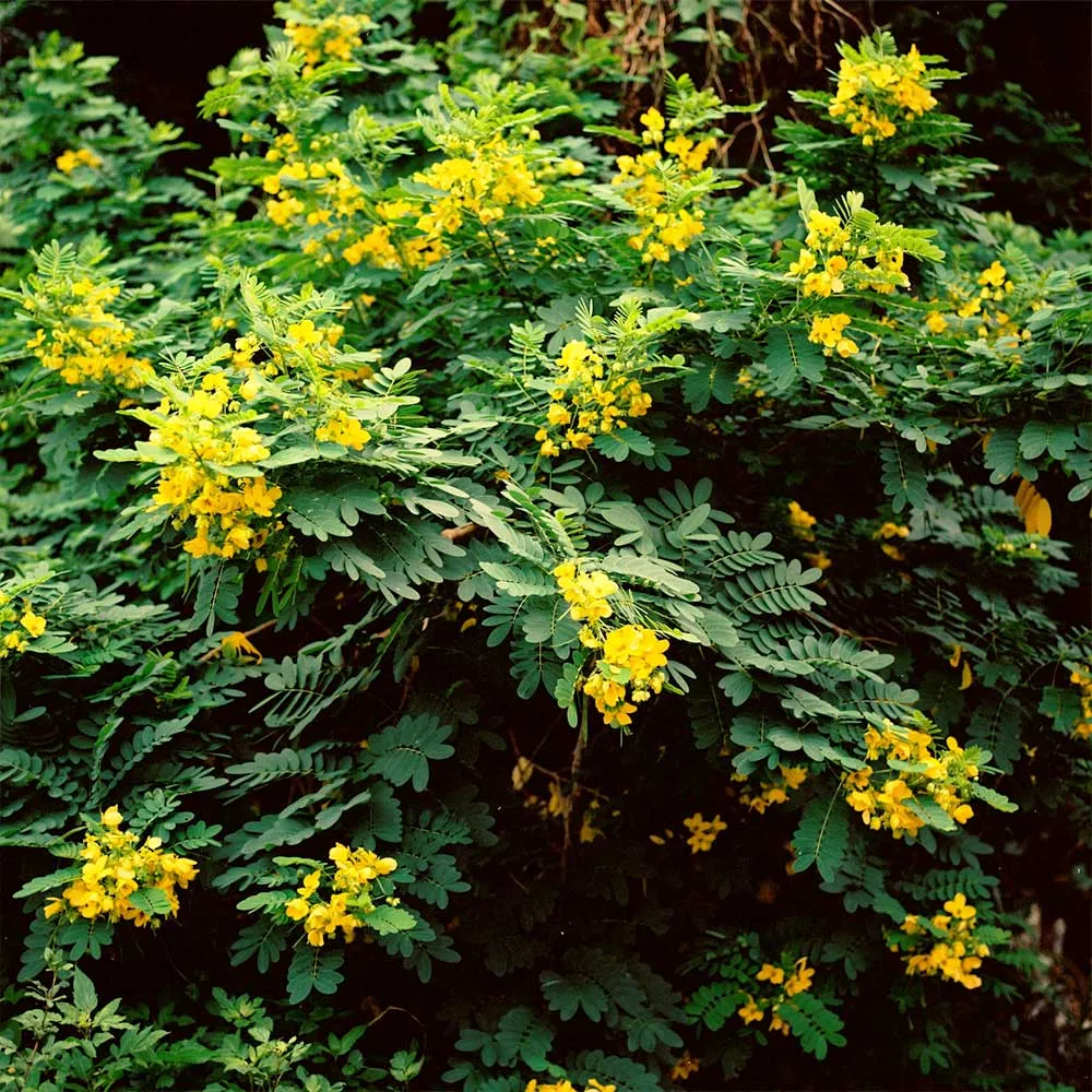 Cinnamomum Cassia Tree - Ornamental Evergreen Aromatic Plant