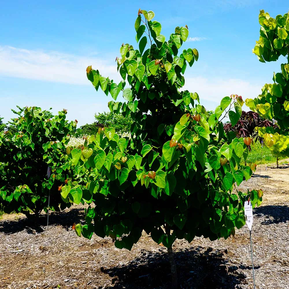 Garden Gems® Emerald Redbud Tree - Ornamental Deciduous Garden Plant 4