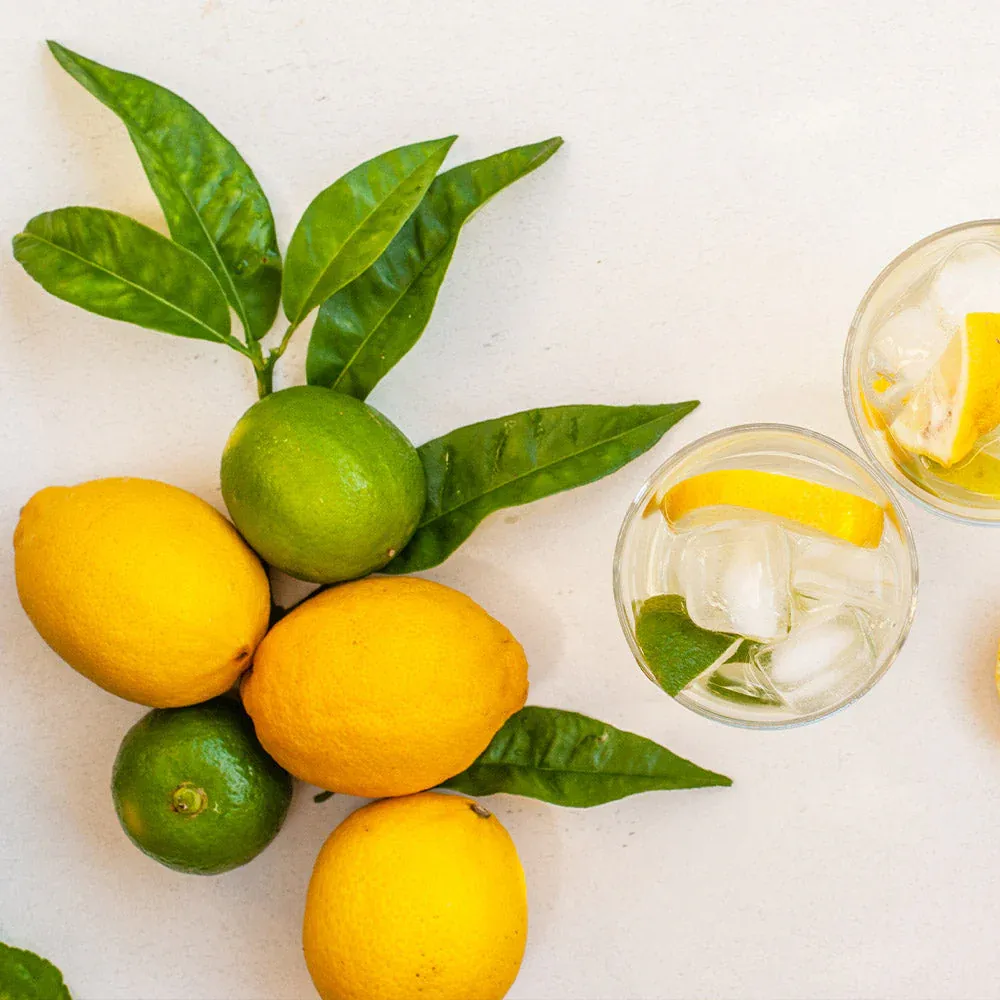 Lemon-Lime Citrus Bush - Evergreen Fruit-Bearing Shrub 1