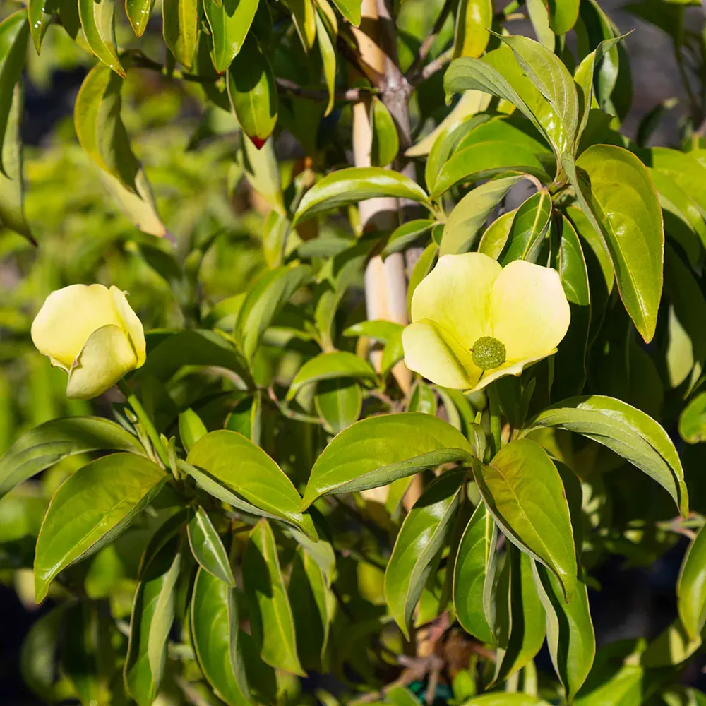 Mountain Moon Dogwood Tree - Deciduous Ornamental Flowering Shrub 2