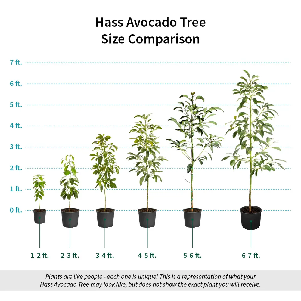 Hass Avocado Tree - Live Fruit-Bearing Plant for Home and Garden 5