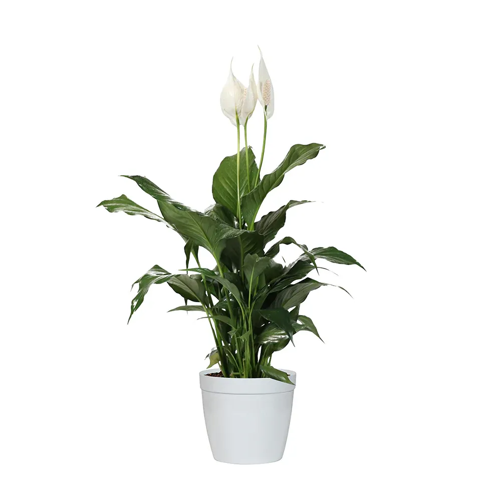 Peace Lily Indoor Houseplant (Spathiphyllum) 5