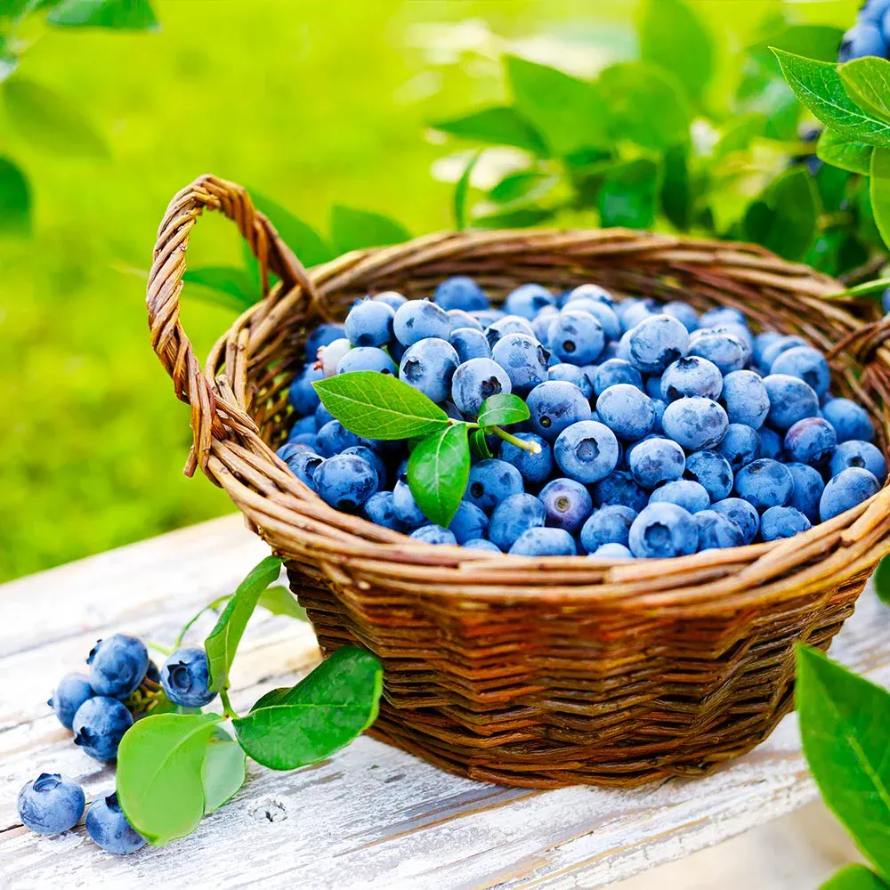 Premier Blueberry Bush - Hardy Fruit-Bearing Shrub for Home Gardens