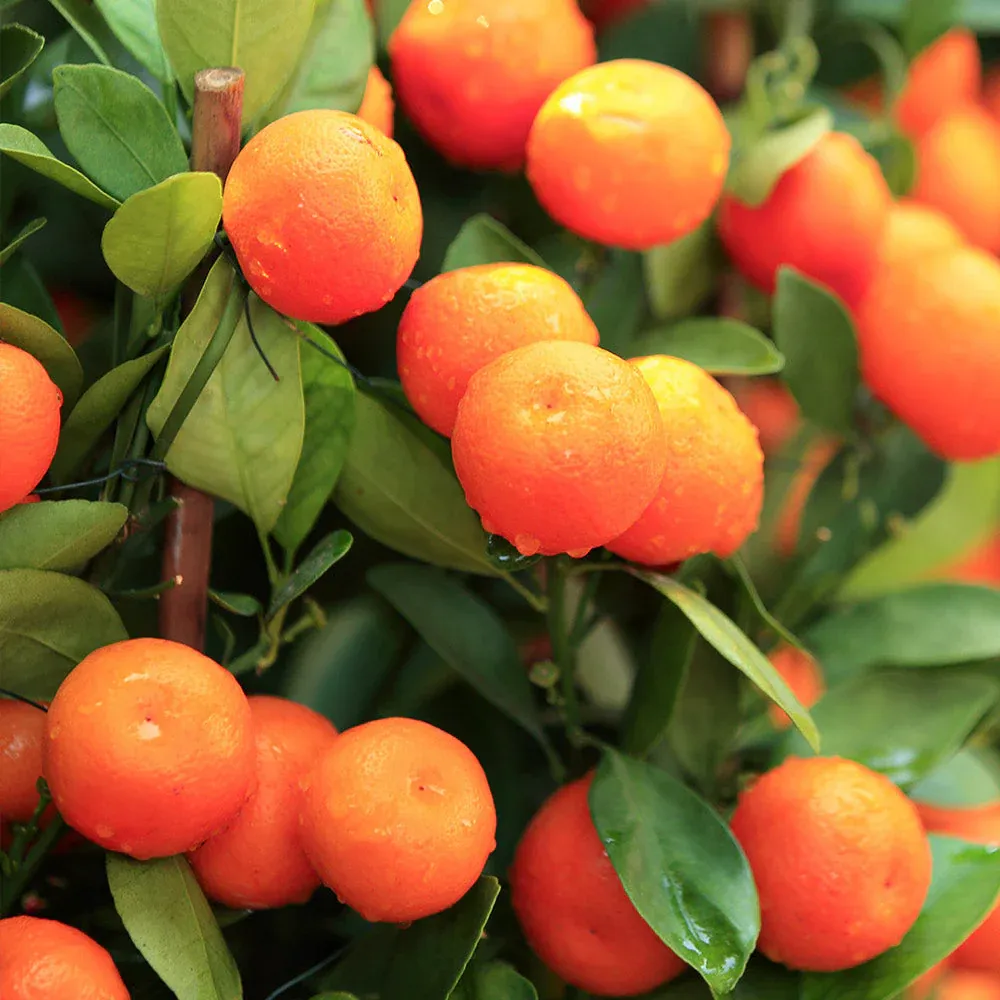 Sugar Belle® Mandarin Citrus Reticulata Live Fruit Tree 2