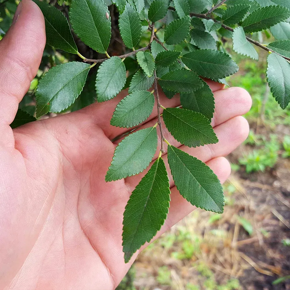 Columnar Elm Tree - Upright Deciduous Specimen for Vertical Landscaping 1