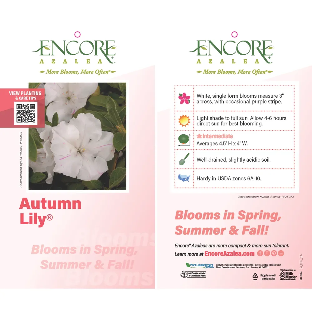 Autumn Lily® Encore® Azalea - Reblooming White Flowering Shrub 1