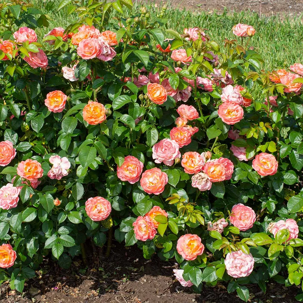 Orange Glow Knock Out® Rose Shrub - Disease Resistant Garden Plant 1