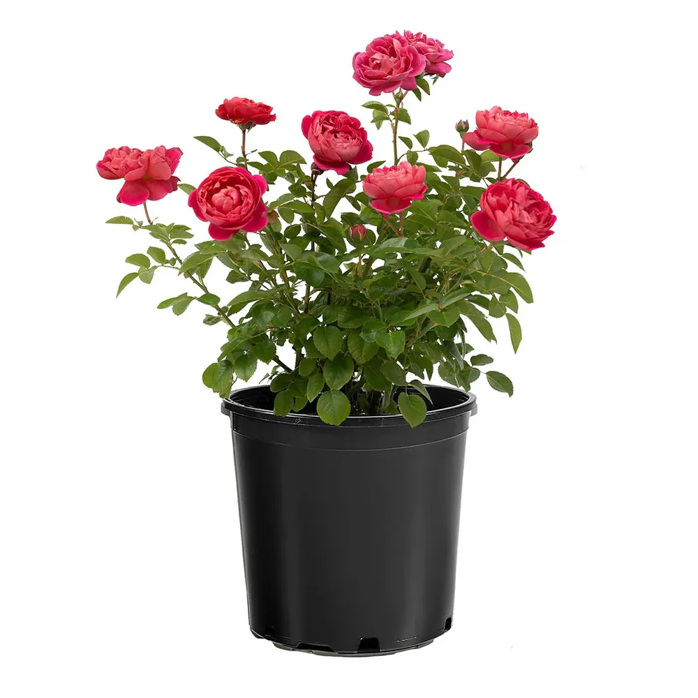 PowerPuff Pink® Rose - Repeat-Blooming Landscape Shrub 3