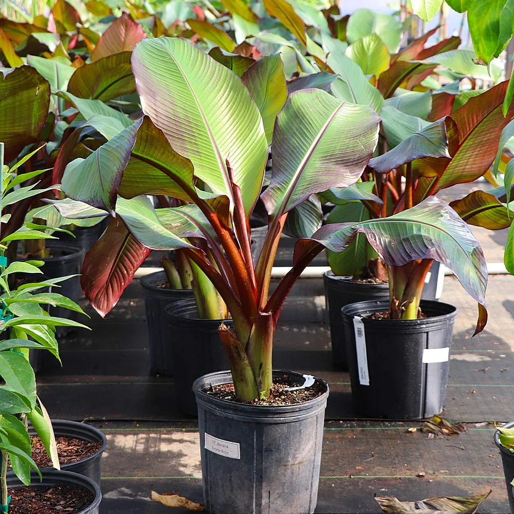 Red Abyssinian Banana Tree (Ensete ventricosum 'Maurelii) - Tropical Ornamental Plant 4