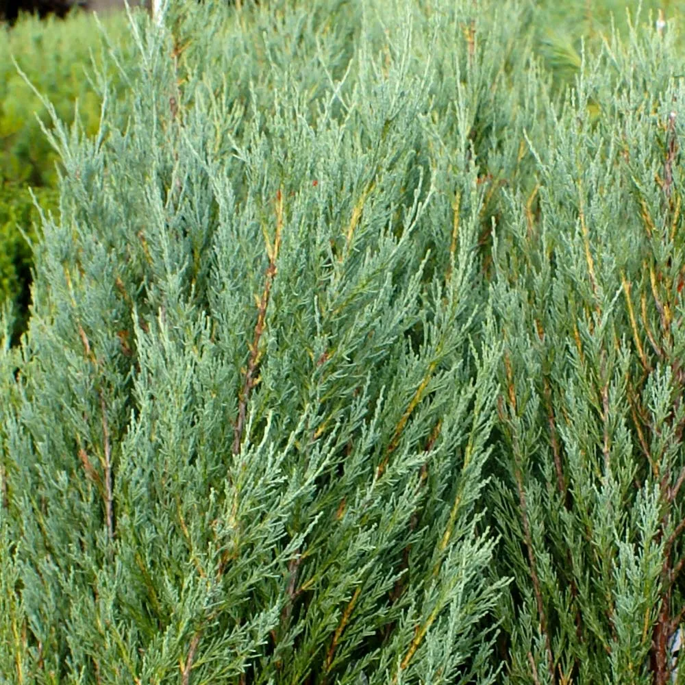 Skyrocket Juniper Columnar Evergreen Shrub 2