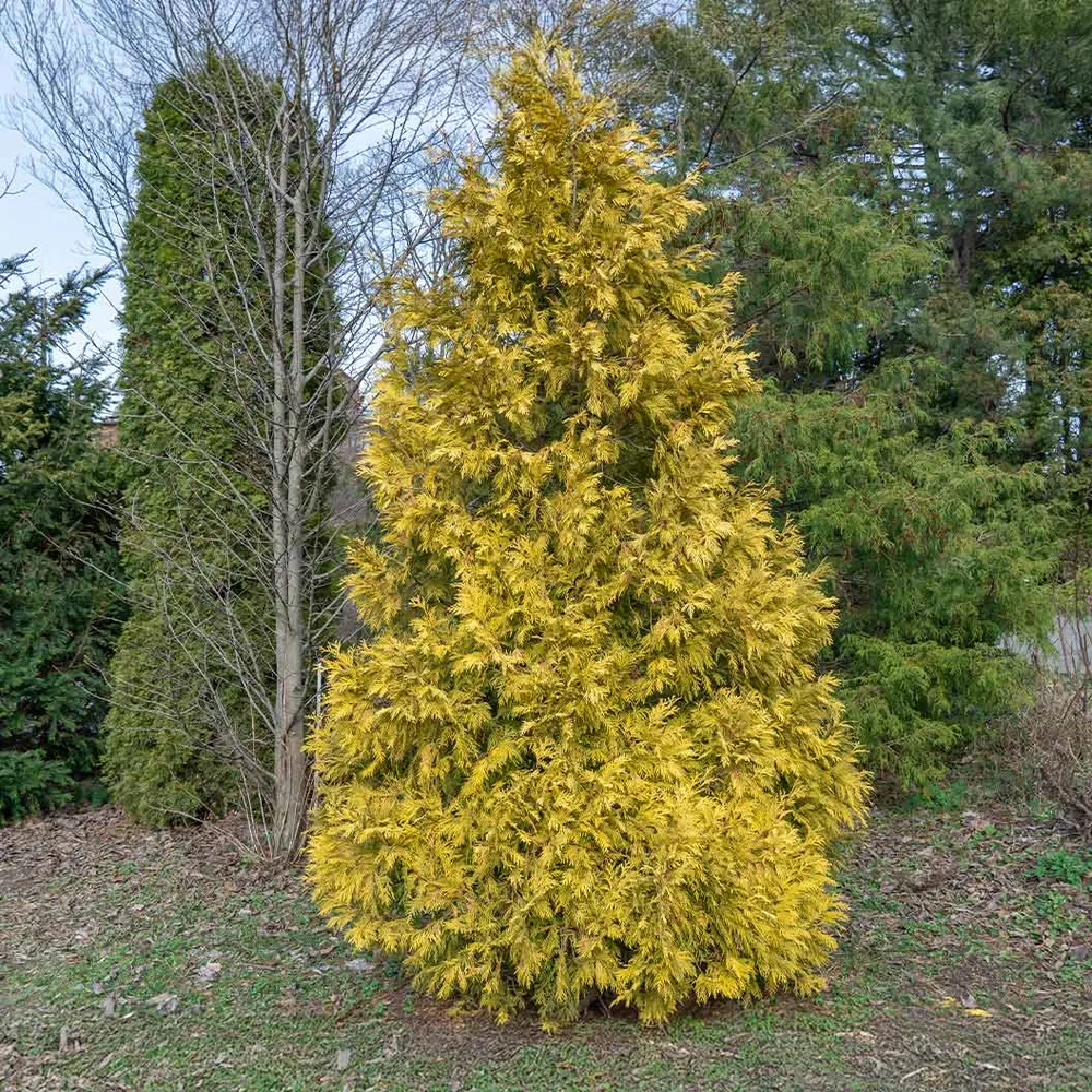 Southern Living® Highlights™ Arborvitae Thuja Evergreen Privacy Hedge 1