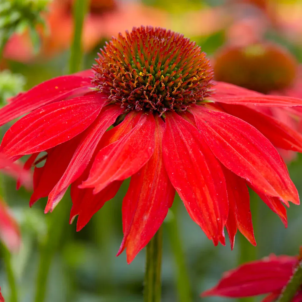 Better Versions® Sombrero® Salsa Red Coneflower Plant (Echinacea purpurea) 1