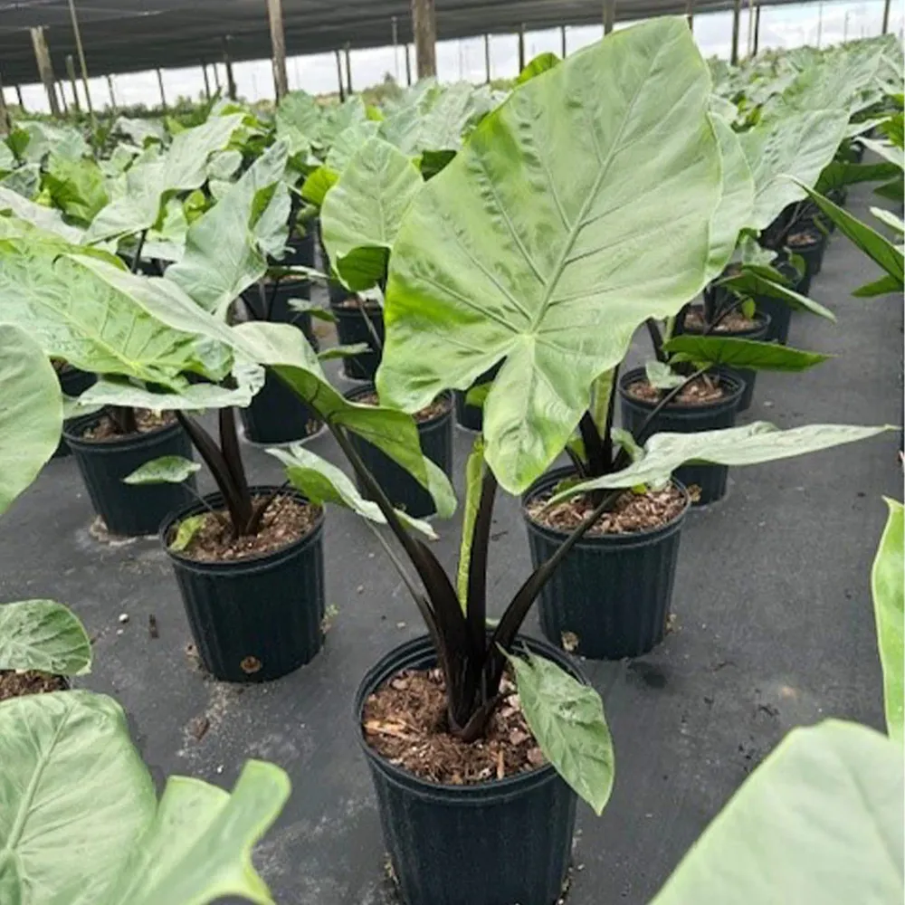 Alocasia Dark Star Tropical Shrub 3