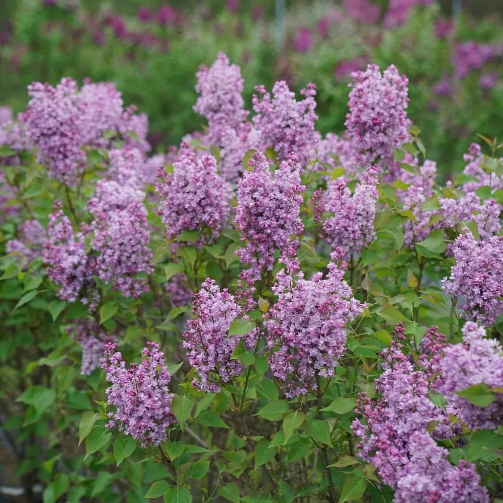 Proven Winners® Scentara® Double Blue Lilac - Fragrant Reblooming Flowering Shrub 2