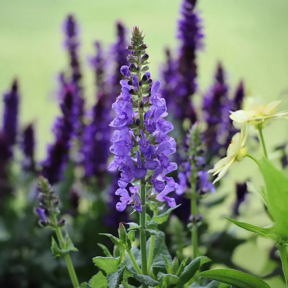 Sky Blue Marvel Salvia Plant - Vibrant Perennial Garden Shrub 1