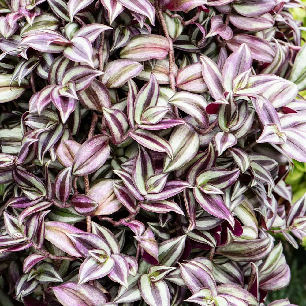 Silver Inch Plant (Tradescantia zebrina) Trailing Indoor Houseplant 1