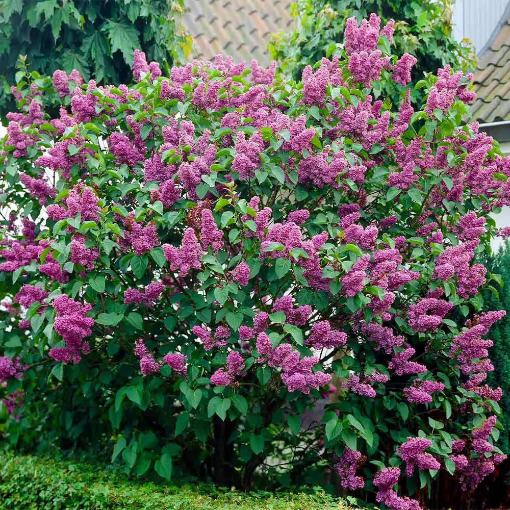 Common Purple Lilac (Syringa vulgaris) Fragrant Deciduous Flowering Shrub
