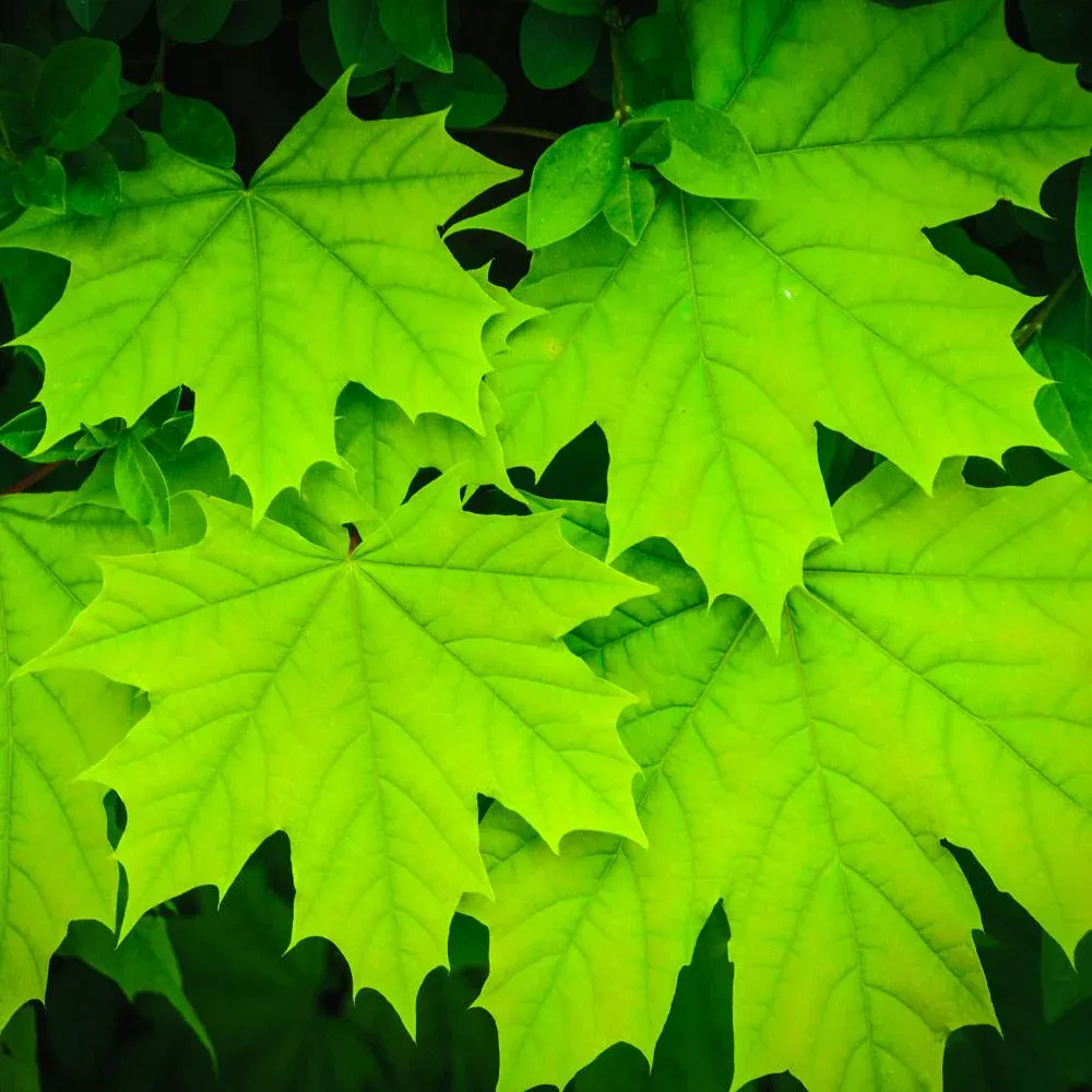 Artificial Sugar Maple Tree with Realistic Autumn Foliage for Indoor Decor 2