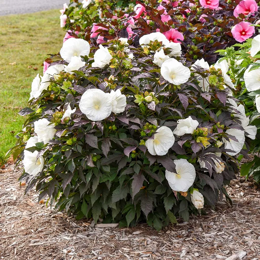 Cookies and Cream Hibiscus Hardy Perennial Flowering Shrub 1