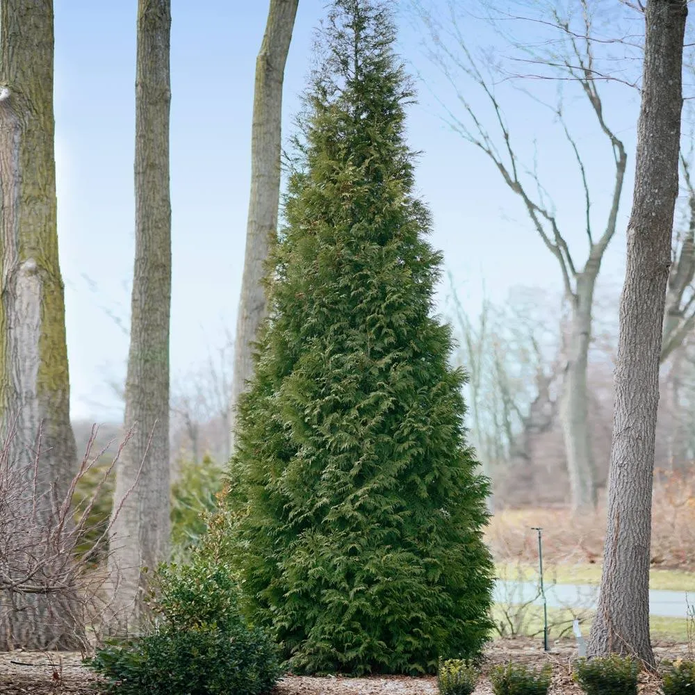 Full Speed A Hedge® American Pillar Arborvitae - Fast-Growing Evergreen Privacy Screen 2