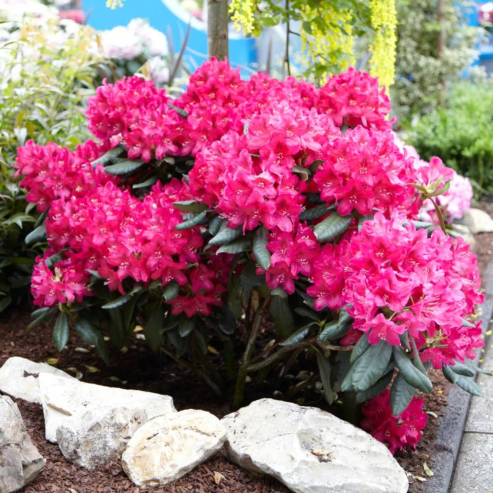 Red Rhododendron Shrub - Evergreen Flowering Ornamental Plant