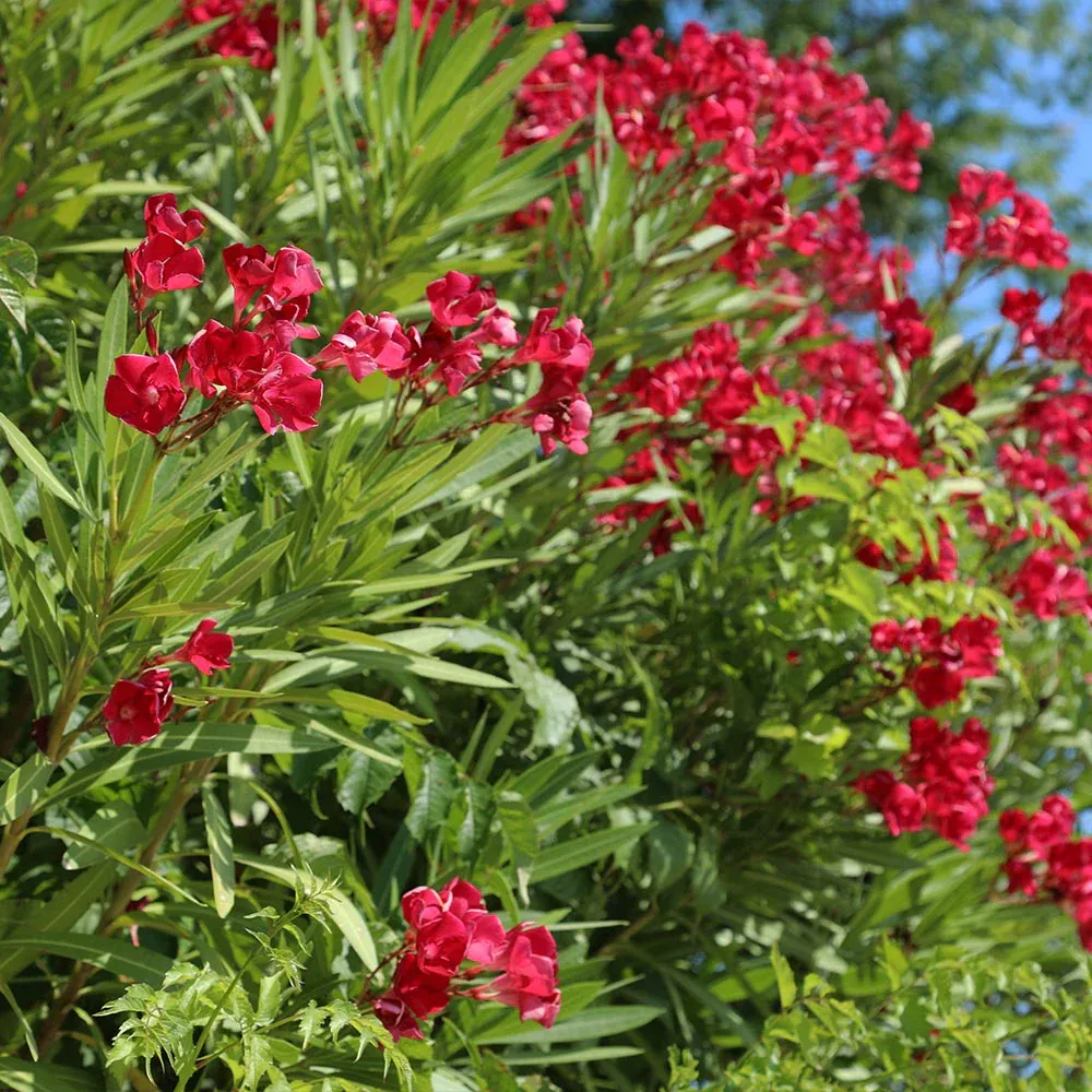 Red Oleander Ornamental Flowering Shrub 2