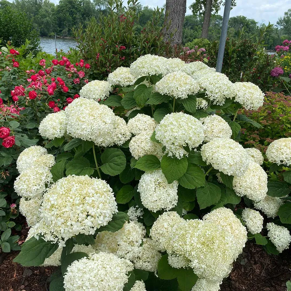 Proven Winners® Incrediball® Storm Proof™ Hydrangea - Sturdy White Flowering Shrub