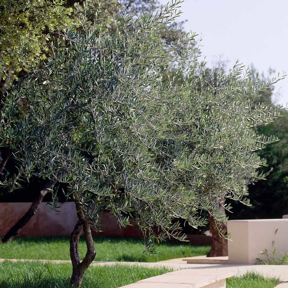 Lecciana Olive Tree - Realistic Artificial Mediterranean Faux Plant 2