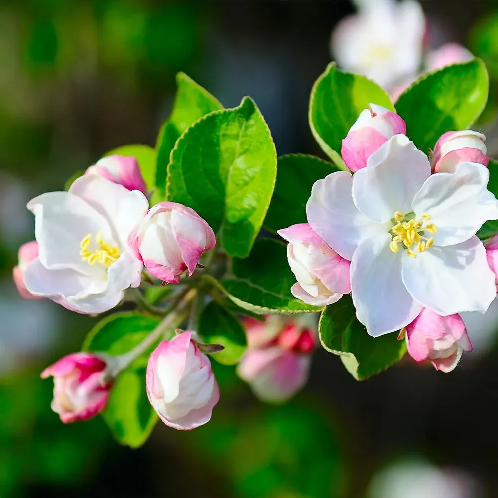 Dorsett Golden Apple Tree - Low-Chill Deciduous Fruit Variety 2