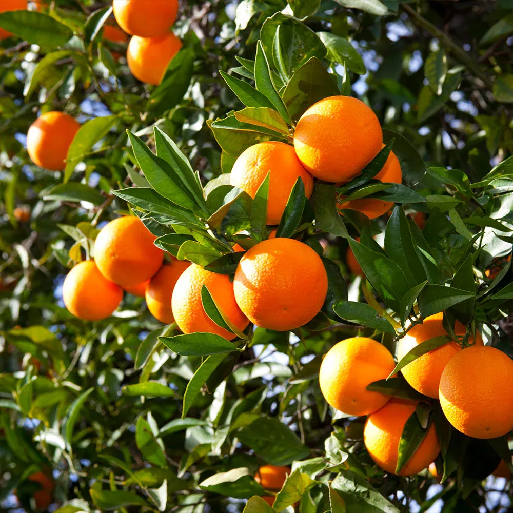 Valencia Orange Tree - Citrus Sinensis Live Fruit Plant 1