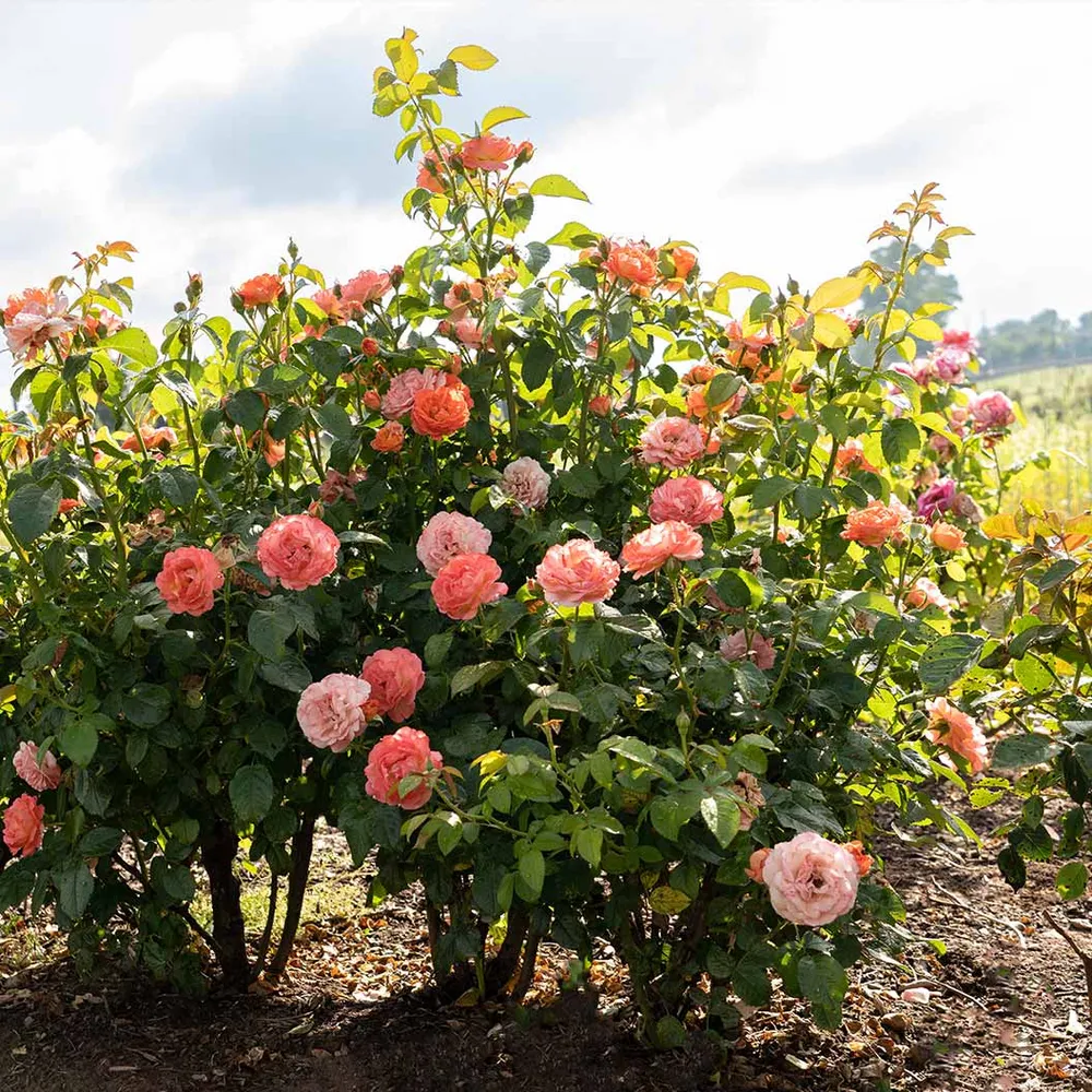 Orange Glow Knock Out® Rose Shrub - Disease Resistant Garden Plant 2
