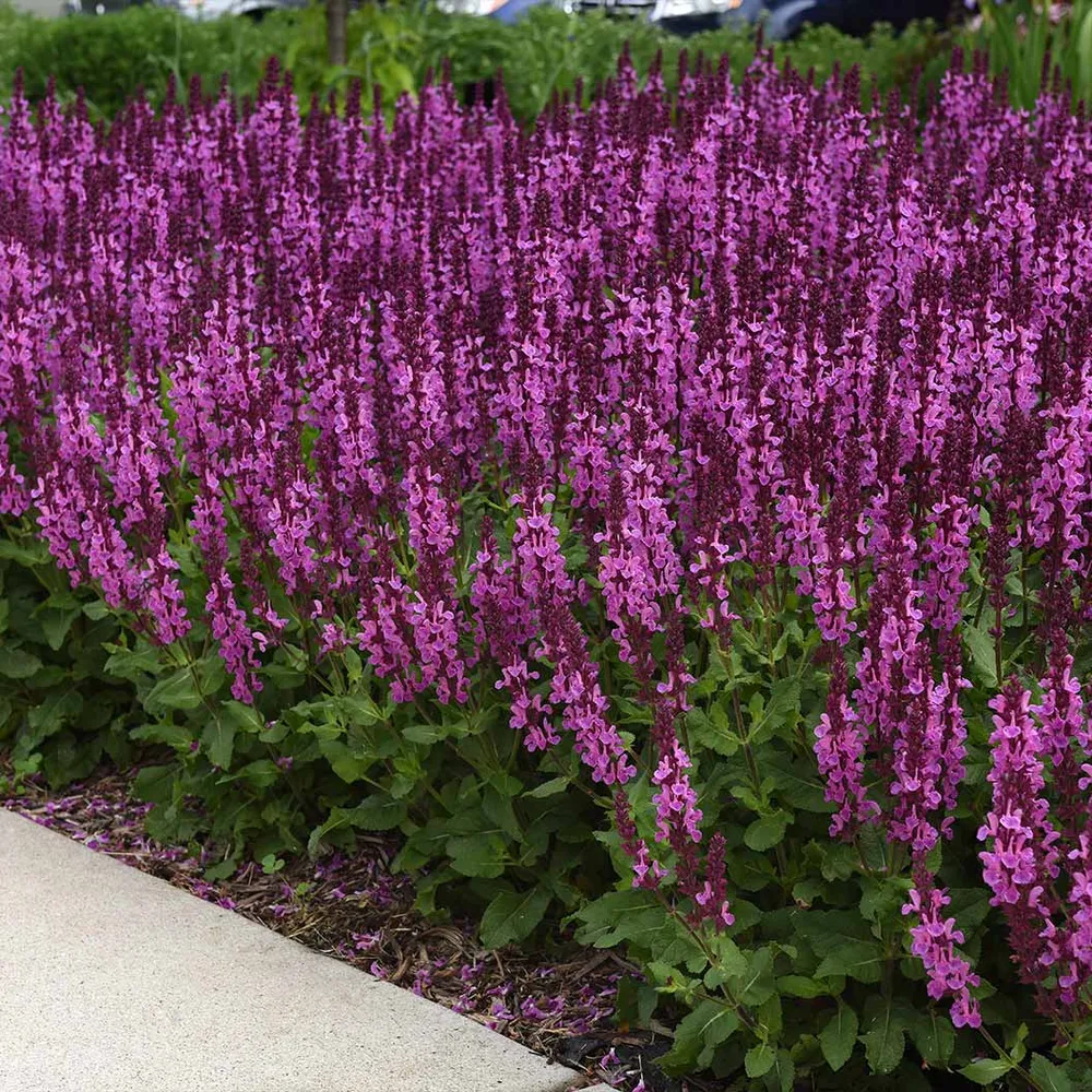 Marvel Rose Salvia Perennial Flowering Plant