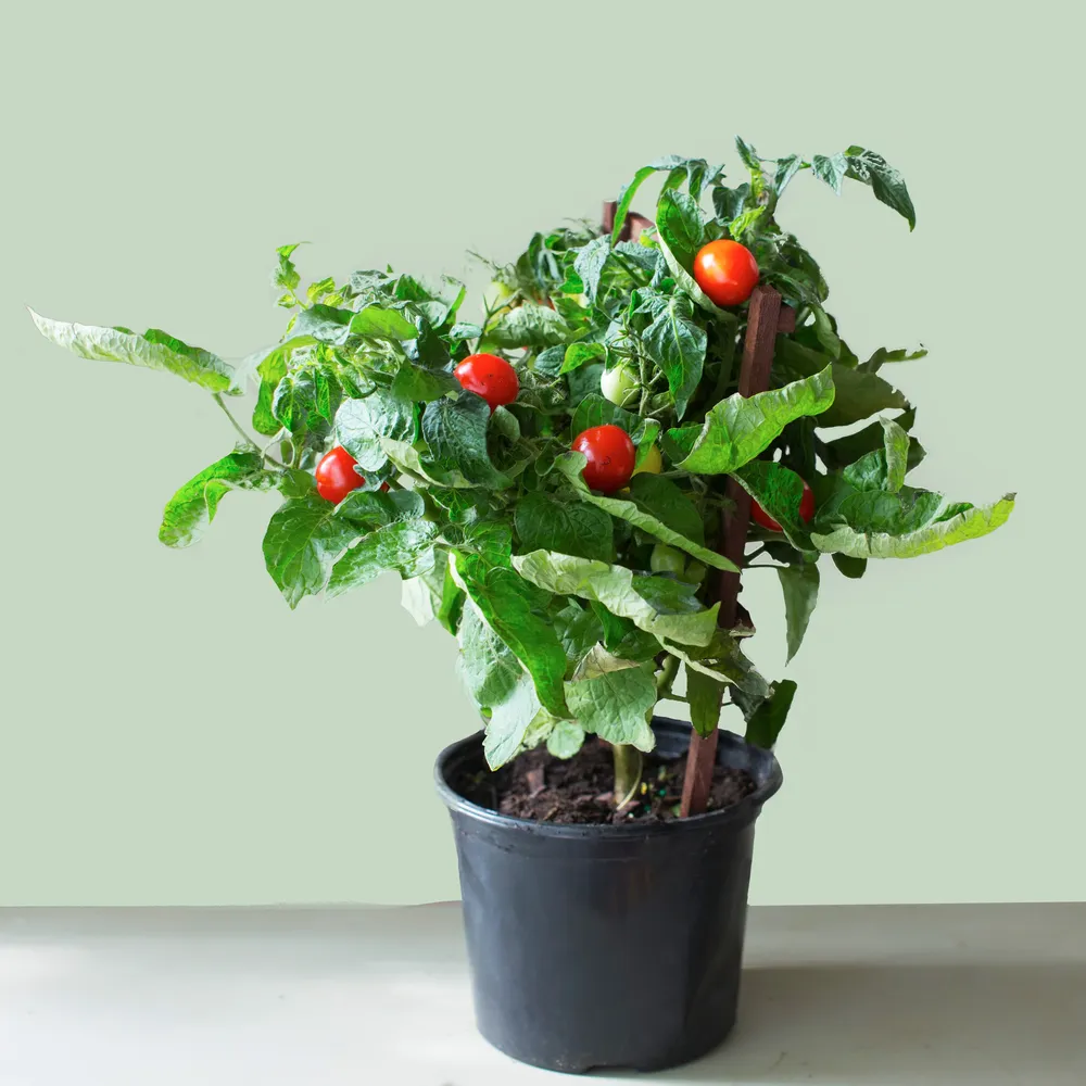 Sweet Tomato Plant Growing Container with Integrated Support System