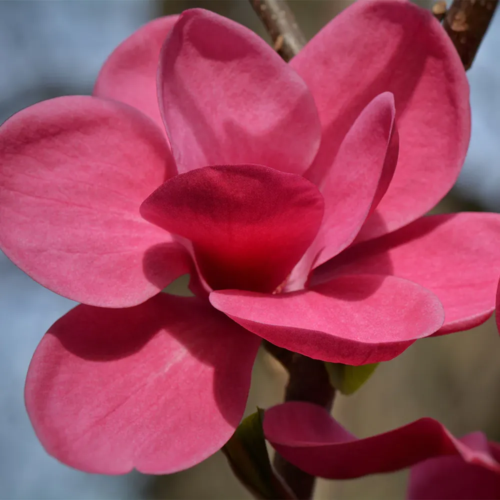Genie Magnolia Tree - Compact Deciduous Flowering Shrub 1
