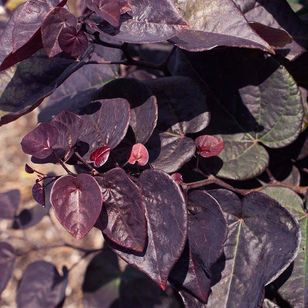 Amethyst Redbud Tree (Cercis canadensis) - Ornamental Deciduous Flowering Tree 3