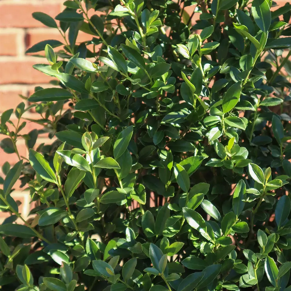 Arrow Point® Japanese Holly (Ilex crenata) Upright Evergreen Shrub 3