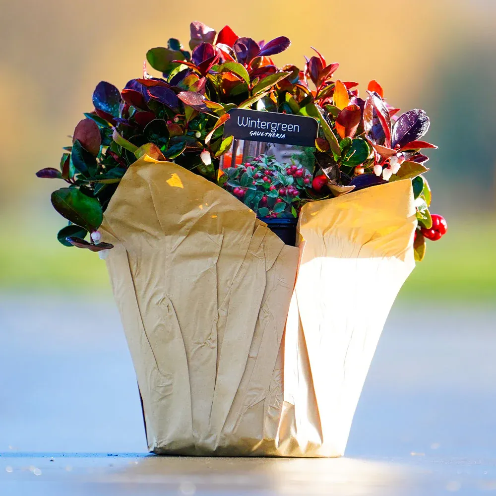 Tabletop American Wintergreen Plant in Kraft Paper Wrap