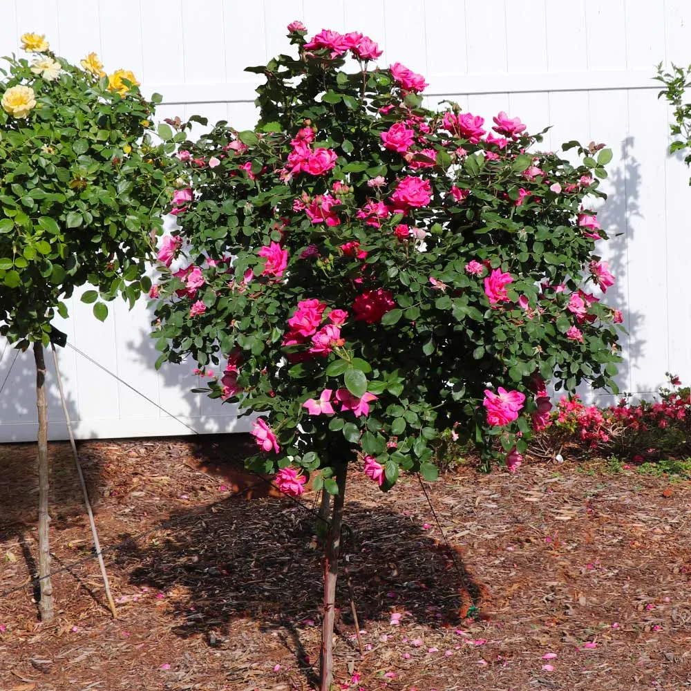 Pink Knock Out® Rose Tree - Continuous Blooming Standard Shrub Rose 2