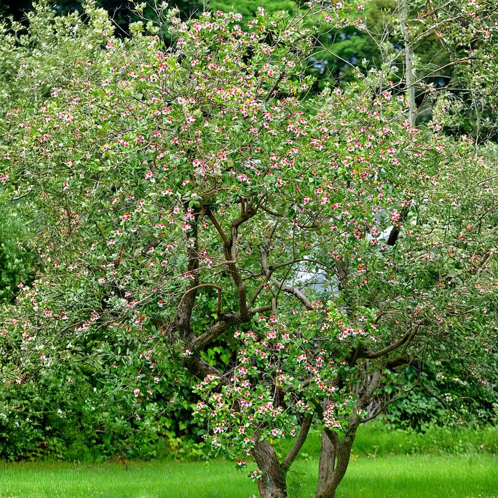 Pineapple Guava Coolidge Tree (Feijoa sellowiana)