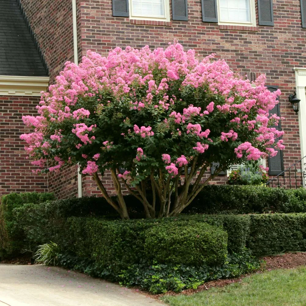Sioux Crape Myrtle Tree - Deciduous Ornamental Flowering Shrub 2