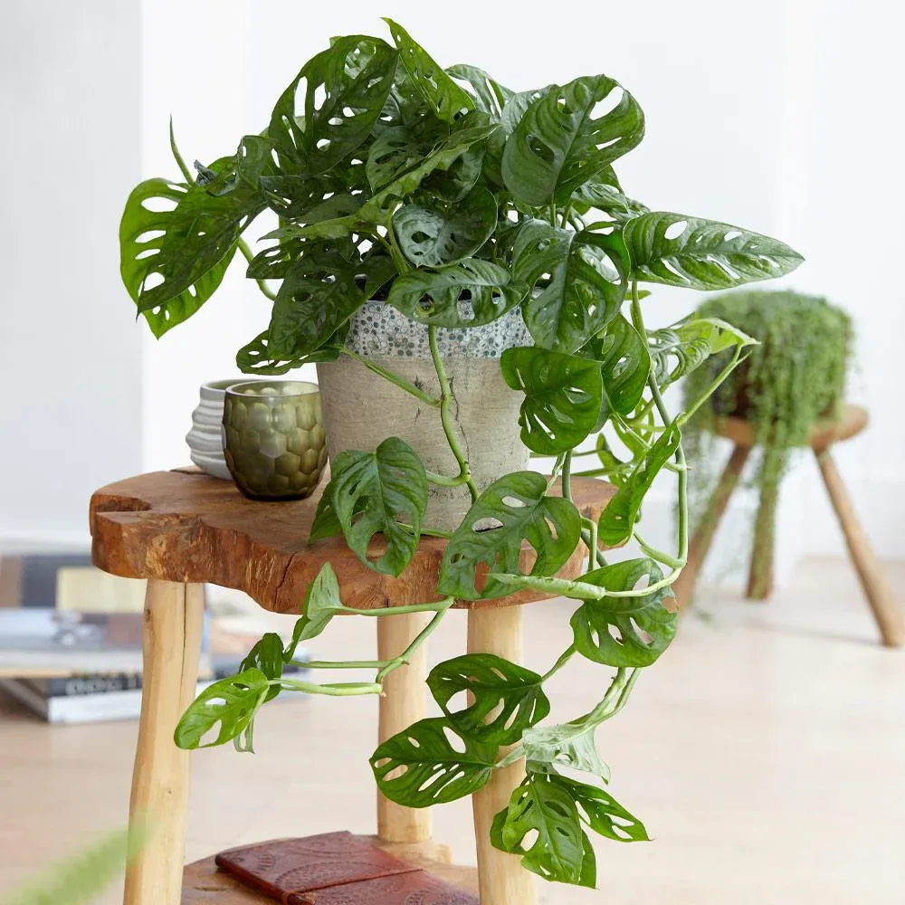 Monstera Adansonii Swiss Cheese Vine Tropical Houseplant