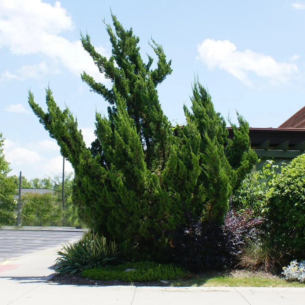 Hollywood Juniper Tree - Realistic Artificial Ornamental Evergreen 2