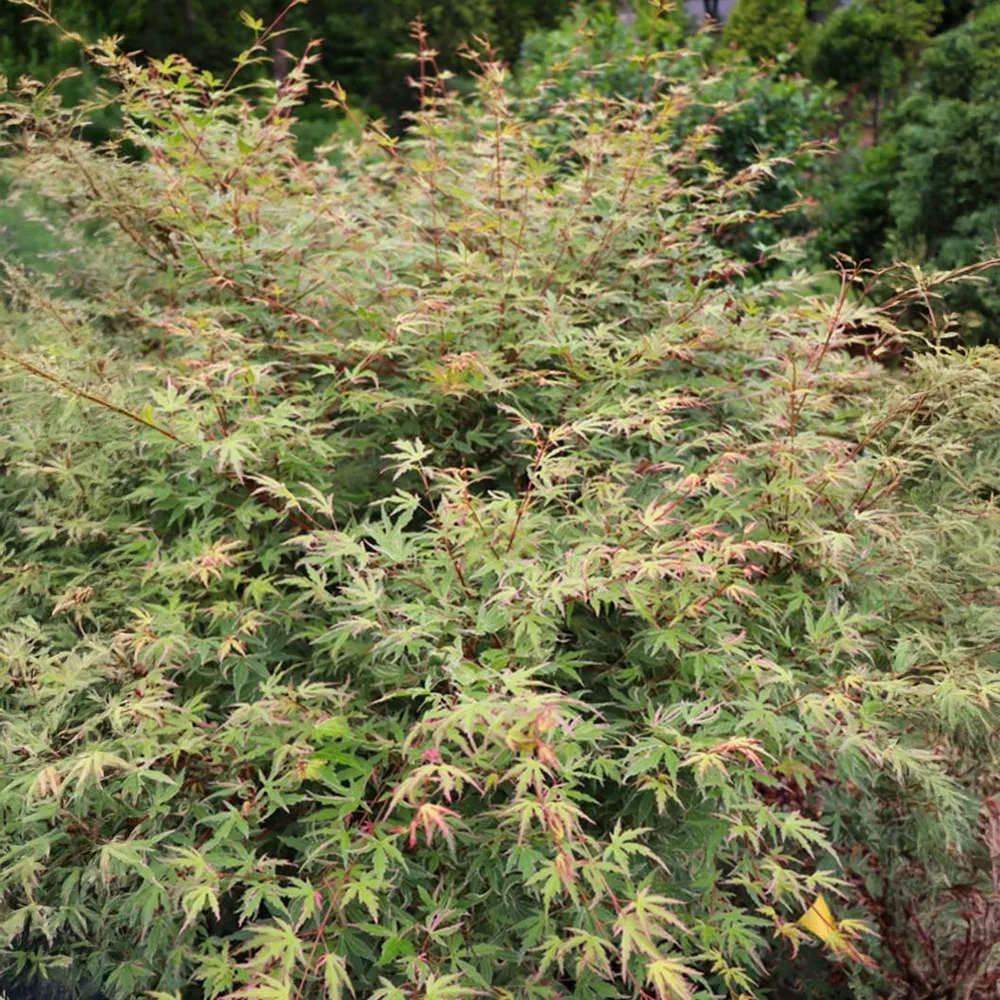 Proven Winners® Metamorphosa® Japanese Maple Tree 2